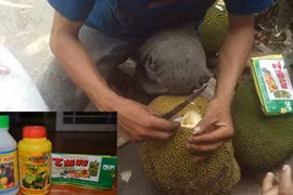 Khoét lỗ trên quả mít để đổ hóa chất (ảnh bên)
