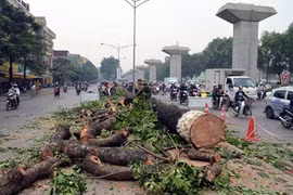 Nhiều cây xanh được trồng cách đây cả chục năm đang bị Hà Nội chặt hạ để trồng mới và thay thế. 