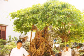 Toàn “đô la” bên cây sanh Ông Bụt giá hơn 20 tỷ đồng.