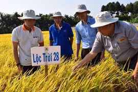 LTG lên kế hoạch lãi ròng 400 tỉ đồng năm 2021