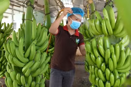 Hoạt động kinh doanh của Cao su Thống Nhất quý II/2024 chủ yếu xoay quanh hoạt động bán chuối.