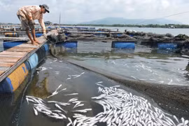 TAND TP Vũng Tàu vừa tuyên án buộc 11 doanh nghiệp chế biến hải sản tại Tân Hải bồi thường cho các hộ nuôi cá lồng ở Long Sơn số tiền hơn 13,2 tỷ đồng vì hành vi xả thải.