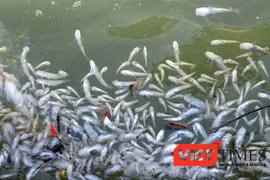 Thủy triều đỏ là "thủ phạm" gây ra tình trạng thủy hải sản nuôi trồng tại vùng biển giáp ranh 2 xã Vạn Thọ - Vạn Thạnh (huyện Vạn Ninh, tỉnh Khánh Hòa) bị chết trong thời gian qua. 