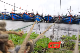 Tính đến thời điểm hiện tại, Đà Nẵng đã có hơn 1.700 phương tiện/6.500 lao động của các tỉnh đã vào neo đậu tại bờ.