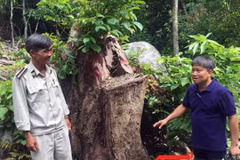 Hiện trường vụ "Xâm hại rừng Sơn Trà"