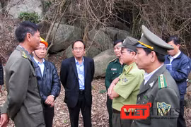 Cơ quan chức năng Đà Nẵng lại phát hiện thêm một vụ phá rừng nghiêm trọng tại Khu bảo tồn thiên nhiên Sơn Trà