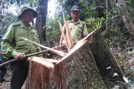 Phá rừng Pơ mu tại Quảng Nam