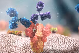 Ảnh minh hoạ cơ chế hoạt động của Evusheld (nguồn - Astrazeneca) 