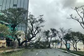 Bão gây gãy đổ cây cối địa bàn TP Đà Nẵng