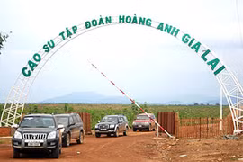 HAG và HNG chậm công bố theo quy định còn vì có nhiều công ty ở nước ngoài. (Ảnh: Internet)