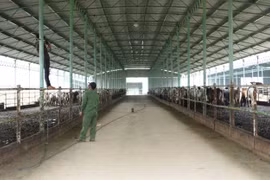 Đó là dự án nuôi bò giống, bò thịt tại Hà Tĩnh là một trong những dự án nông nghiệp có quy mô lớn nhất miền Bắc. (Ảnh: Internet)