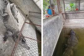 Xôn xao thông tin 2 con cá sấu nặng hơn 100 kg sổng chuồng do lũ