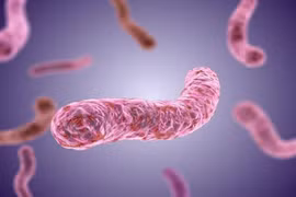 Vi khuẩn tụ cầu