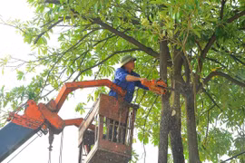 Cắt tỉa cây xanh bằng xe nâng tại Hà Nội