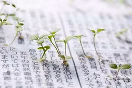 Những mầm cây mọc lên từ giấy báo của Nhật Bản. 
