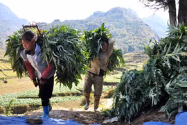 Em Vàng A Mình (12 tuổi) “gồng mình” gùi những bó atiso nặng trên 30kg từ dưới ruộng lên đường quốc lộ 4D bán giúp bố mẹ để vớt vát bớt thiệt hại.