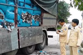 Lực lượng công an tiến hành kiểm tra xe tải và phát hiện lô hàng 20,4 tấn mực khô bốc mùi hôi thối.