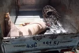 Cá thể lợn chết bệnh suýt thành món lợn quay nằm trên bàn nhậu của thực khách được lực lượng chức năng kịp thời phát hiện