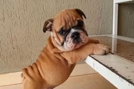 Pitbull.