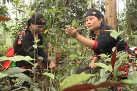 Cây dược liệu ở Việt Nam là một kho tàng vô giá để tạo ra các sản phẩm thuốc chữa bệnh, thực phẩm thực dưỡng, đồ uống, hoá mỹ phẩm…