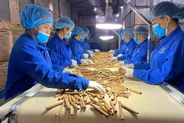 Sắp vinh danh "Vì sự phát triển dược liệu Việt"