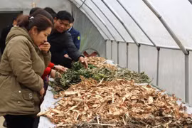 Nhà phơi, sấy khô dược liệu của HTX cộng đồng Nặm Đăm, xã Quản Bạ (Hà Giang).