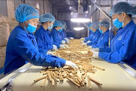 Các loài cây dược liệu ở Việt Nam đa dạng và phong phú, tiềm năng mang lại nguồn lợi lớn.