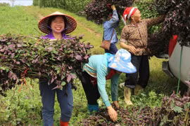 Các vùng sản xuất dược liệu tập trung được mở rộng góp phần ổn định kinh tế, đồng thời bảo vệ nguồn dược liệu tại địa phương. Ảnh: Ban Tuyên giáo tỉnh Bạc Liêu.
