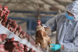 Bé 8 tuổi bị viêm não do cúm gia cầm H5N1, vi rút tấn công hệ thần kinh