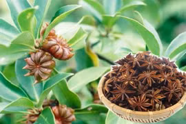 Hoa hồi là dược liệu quý, cũng để làm gia vị trong thực phẩm