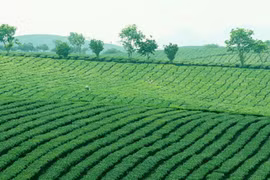 Ảnh minh họa. Nguồn Internet