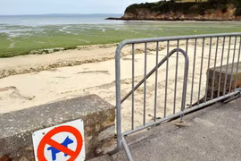 Loài tảo "sát thủ" phủ kín một số bãi biển của vùng Brittany, Pháp (Ảnh: RT)