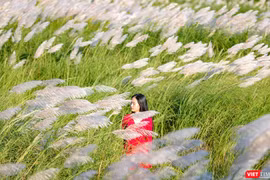 Cỏ tranh nở trắng trời thu hút giới trẻ Đà Nẵng (Ảnh Hồ Xuân Mai)