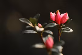 Hoa đỗ quyên còn được gọi hoa báo xuân