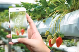 Giải pháp Nông nghiệp thông minh VNPT Smart Agri được VNPT phát triển trên nền tảng IoT Platform - Smart Connected Platform (SCP)