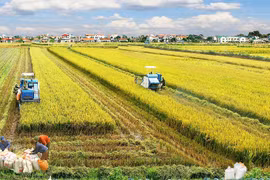 Có dễ dàng gom đất lúa để kiếm lời?