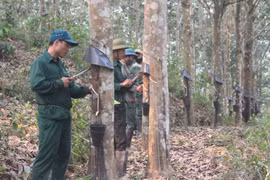 Thủ tướng yêu cầu Bộ Nông nghiệp nghiên cứu phản ánh về quy hoạch diện tích trồng cao su.