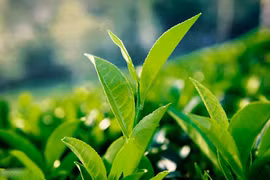 "Trà xanh" trở thành từ khóa hot nhất mạng xã hội những ngày vừa qua. Ảnh minh họa.