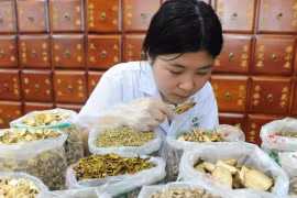 Truy xuất nguồn gốc dược liệu, bài toán nan giải đối với cơ quan quản lý