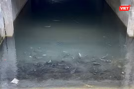 Hàng trăm chú cá bơi lội tung tăng trong hầm biệt thự tỉ đô bị bỏ hoang ở Hà Đông.