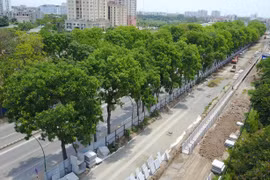 Theo kế hoạch việc chặt, hạ cây xanh 2 bên đường Phạm Văn Đồng trước ngày 30/9.