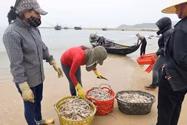 Sự cố môi trường Formosa gây ảnh hưởng nghiêm trọng đến 4 tỉnh miền Trung