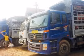 Xe chở lợn của thương lái “chết dí” vì Trung Quốc bất ngờ không nhập nữa.