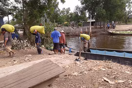Vận chuyển lúa ở huyện Trần Văn Thời, Cà Mau. Ảnh: TRẦN VŨ