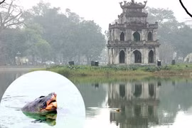 “Cụ rùa Hồ Gươm” đã chết