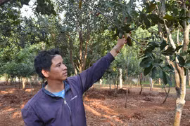 Vườn mắc ca của Viện Khoa học Kỹ thuật nông lâm nghiệp Tây Nguyên cho năng suất rất thấp Ảnh: Cao Nguyên
