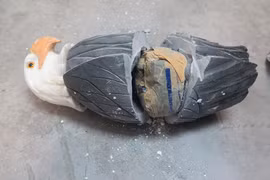 Gần 2 kg cocain được lực lượng hải quan phát hiện trong các bức tượng đá nhập từ Brazil về Việt Nam.