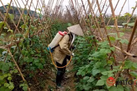 Hà Nội: Chỉ 5% rau an toàn vào siêu thị!