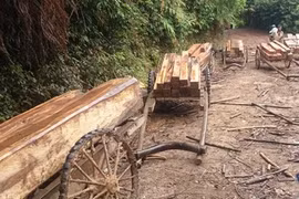 Rừng phòng hộ đầu nguồn sông Bến Hải bị chặt phá nghiêm trọng. Ảnh: Đ.K (Lao Động)