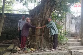 Cả làng canh cánh đêm ngày vì cây sưa trăm tỷ đồng